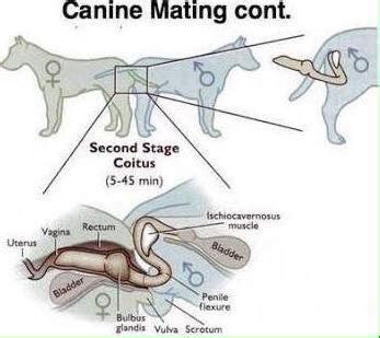 male dog knot|Understanding the Dogs Knot: An In